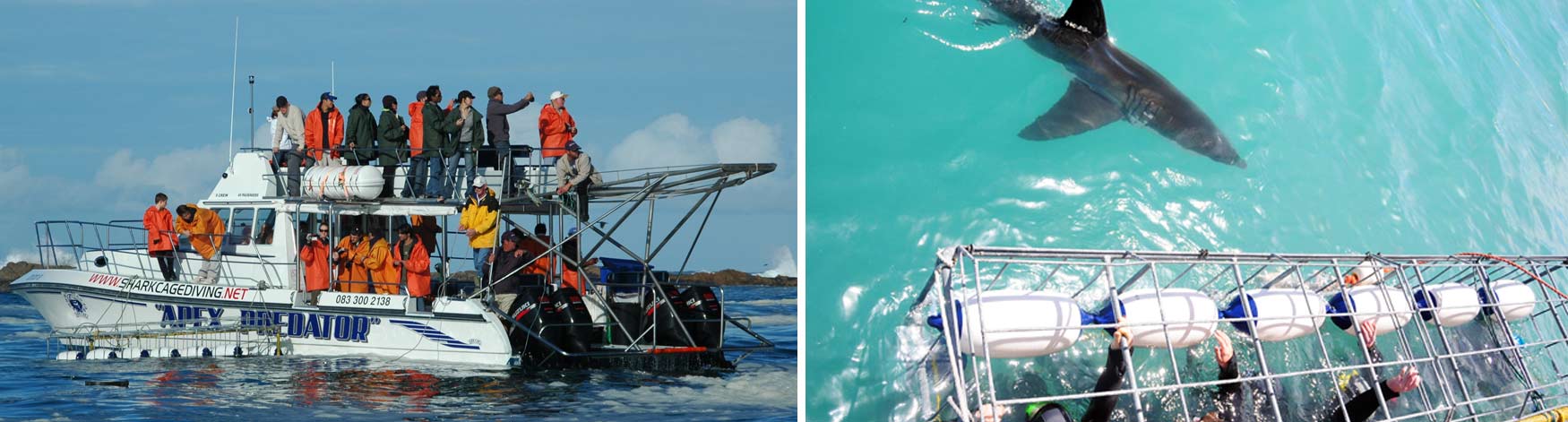 shark-trip-banner image shark trip banner