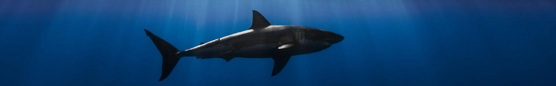 under-water-great-white-shark1920 image under ater great white sharkcut