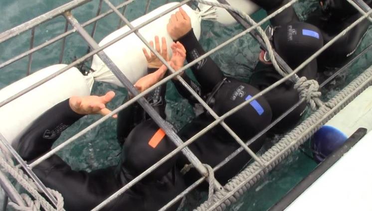 sharks 10 Dec 2019 3