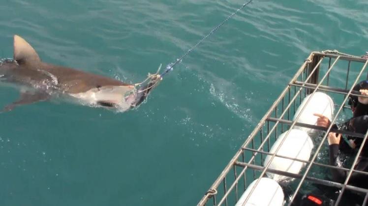 sharks 10 Dec 2019 5