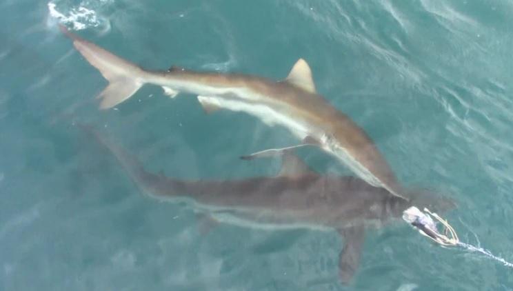 sharks 10 Dec 2019 6