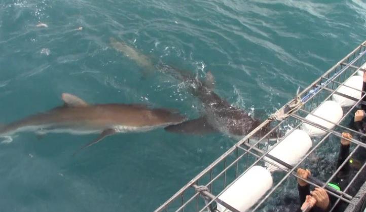 sharks 10 Dec 2019 7