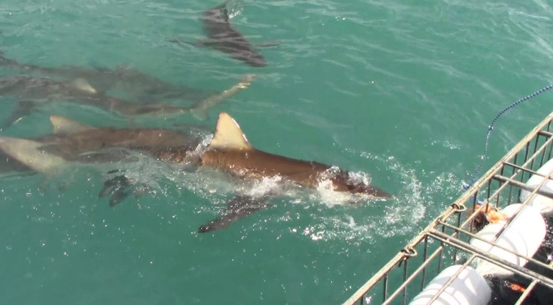 shark 10 Jan 2020 11