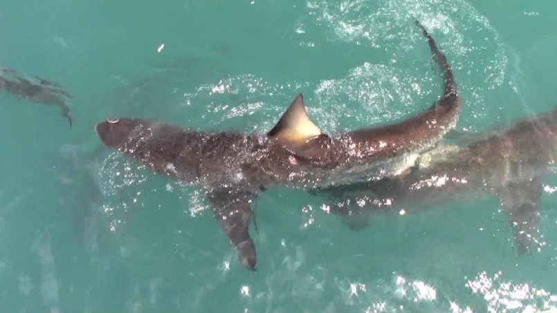 shark 10 Jan 2020 14