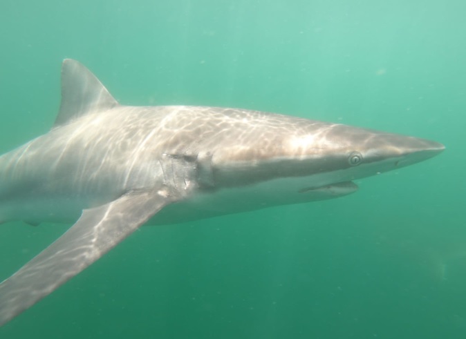 shark 10 Jan 2020 icon