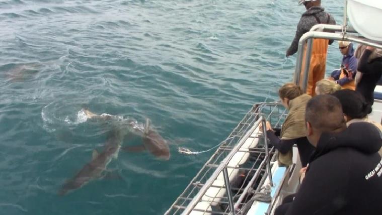 shark_13_Dec_2019_1 image shark 13 Dec 2019 1