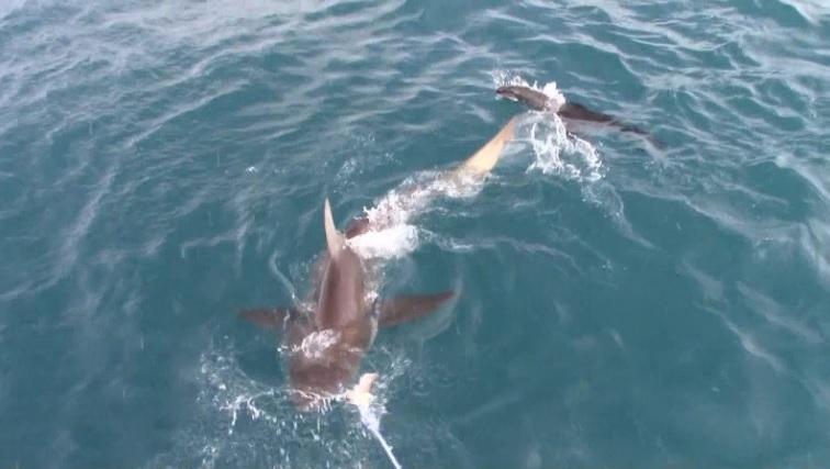 shark_13_Dec_2019_2 image shark 13 Dec 2019 2