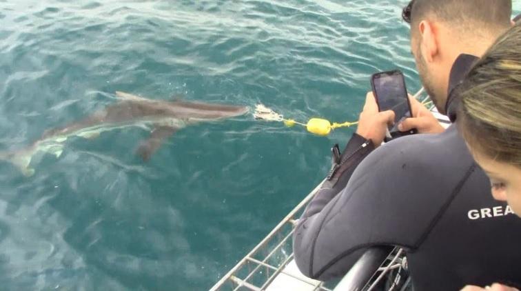 shark_13_Dec_2019_5 image shark 13 Dec 2019 5