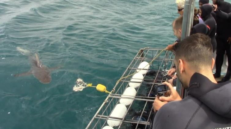 shark_13_Dec_2019_6 image shark 13 Dec 2019 6