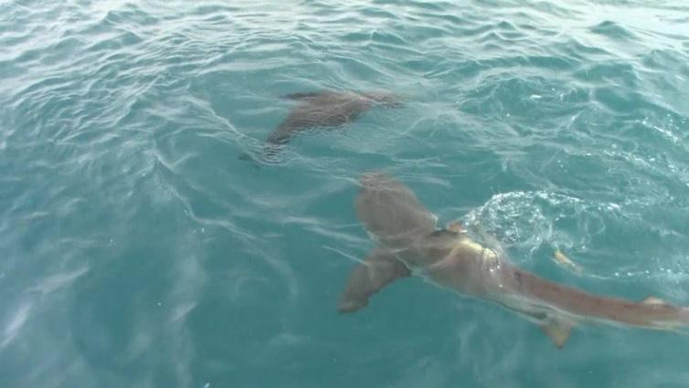 shark_13_Dec_2019_7 image shark 13 Dec 2019 7