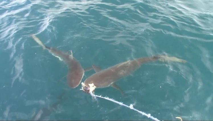 shark_13_Dec_2019_8 image shark 13 Dec 2019 8