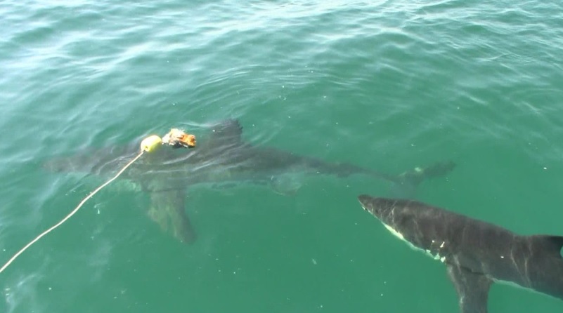 shark_14_March_2020_1 image shark 14 March 2020 1