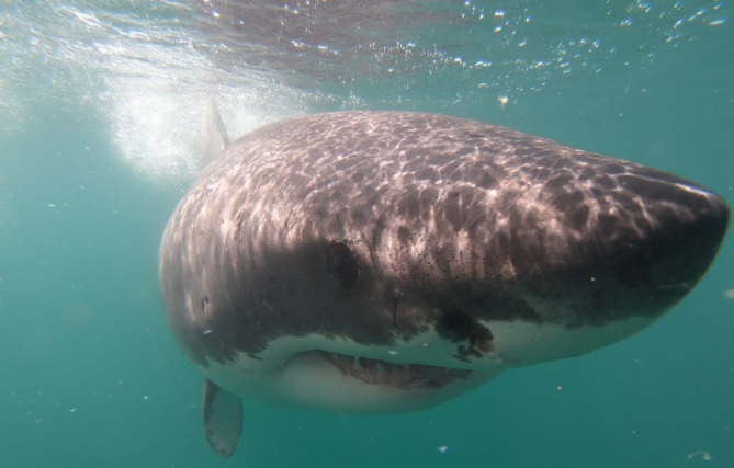 shark_14_March_2020_11 image shark 14 March 2020 11