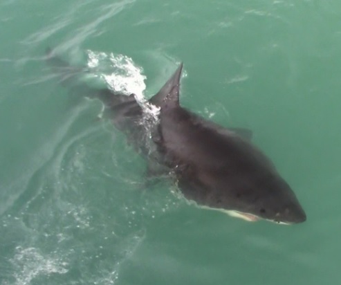 shark_14_March_2020_13 image shark 14 March 2020 13