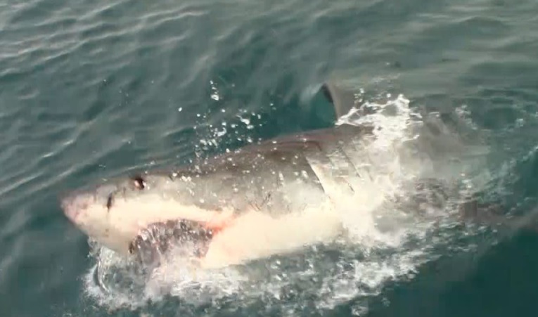 shark_14_March_2020_2 image shark 14 March 2020 2