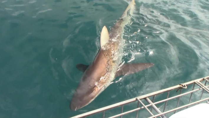 Shark_16_Jan_2020_1 image Shark 16 Jan 2020 1