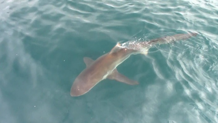 Shark_16_Jan_2020_2 image Shark 16 Jan 2020 2