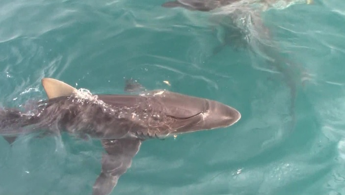 Shark_16_Jan_2020_3 image Shark 16 Jan 2020 3