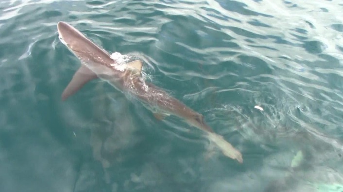 Shark_16_Jan_2020_4 image Shark 16 Jan 2020 4