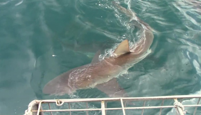 Shark_16_Jan_2020_5 image Shark 16 Jan 2020 5