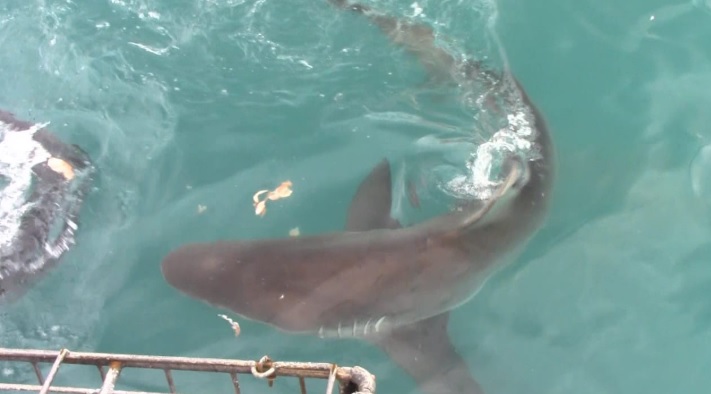 shark_1_Feb_2020_1 image shark 1 Feb 2020 1