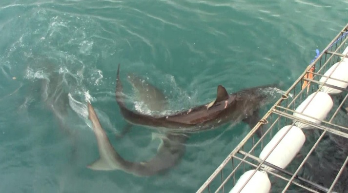 shark_1_Feb_2020_10 image shark 1 Feb 2020 10