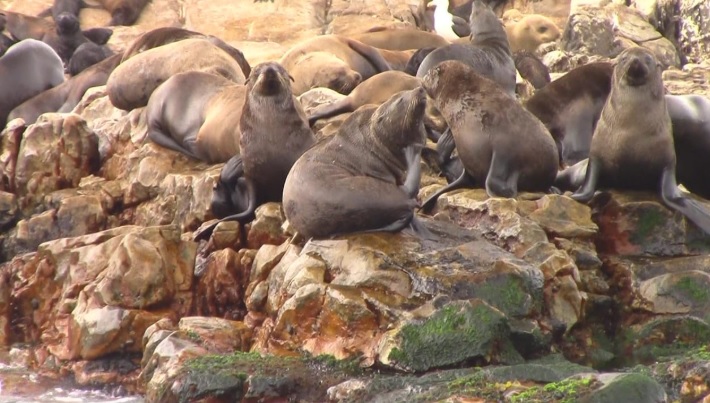 shark_1_Feb_2020_12 image shark 1 Feb 2020 12