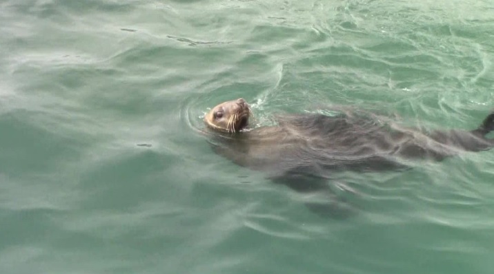 shark_1_Feb_2020_4 image shark 1 Feb 2020 4