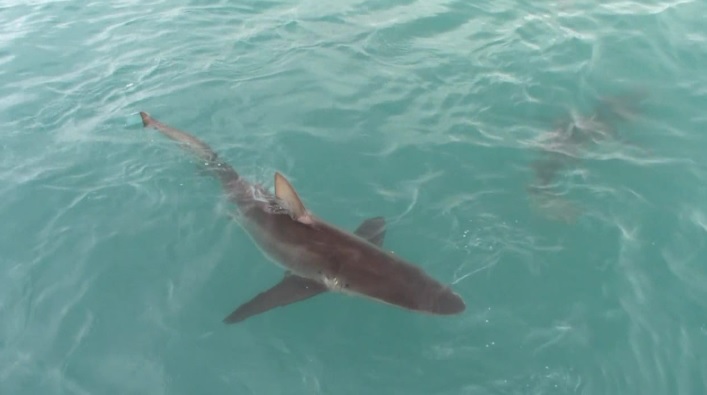 shark_1_Feb_2020_7 image shark 1 Feb 2020 7