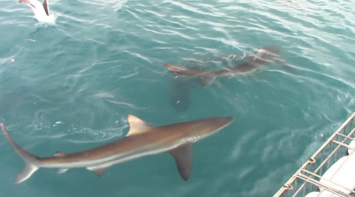 shark_1_Feb_2020_8 image shark 1 Feb 2020 8