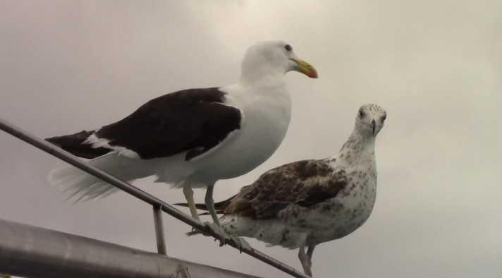 shark_1_Feb_2020_9 image shark 1 Feb 2020 9