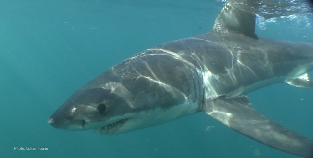 white-shark-close--lukas-fourie image white shark close lukas fourie