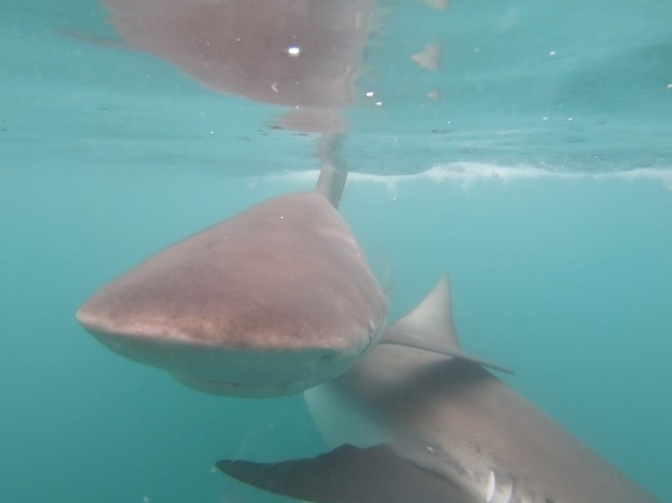 shark 22 Jan 2020 15