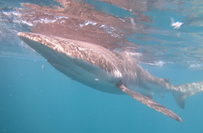 Shark_23_Jan_2020_1 image Shark 23 Jan 2020 1