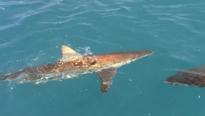 Shark_23_Jan_2020_5 image Shark 23 Jan 2020 5