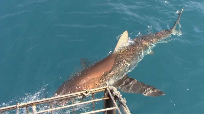 Shark_23_Jan_2020_6 image Shark 23 Jan 2020 6