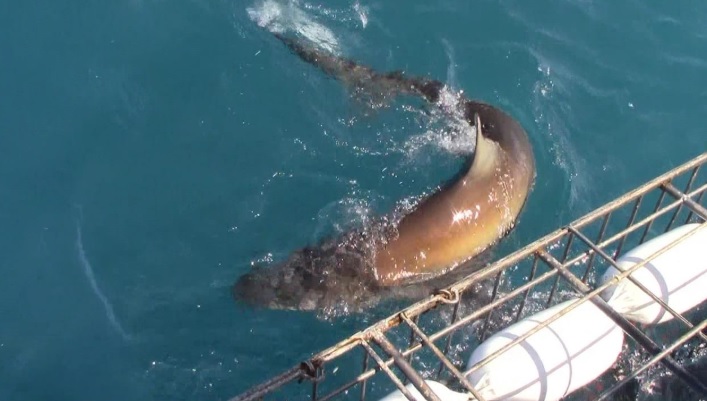 Shark_23_Jan_2020_9 image Shark 23 Jan 2020 9