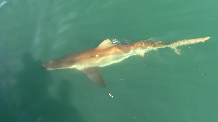 shark 27 dec 2019 4