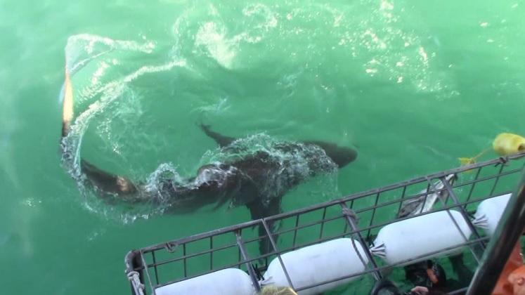 shark 28 dec 2019 21