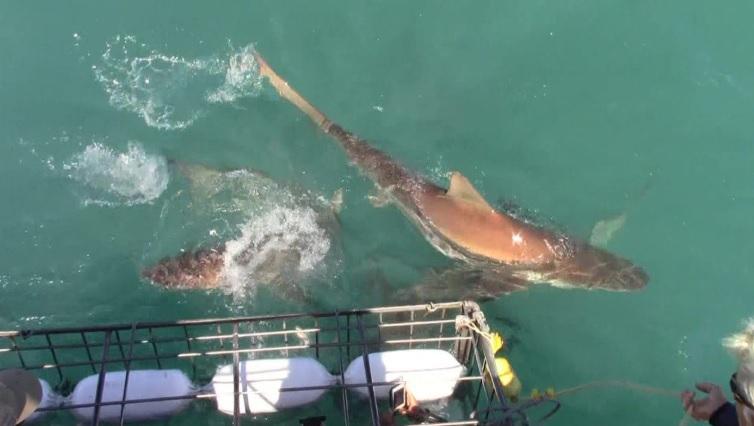 shark_28_Nov_1 image shark 28 Nov 1