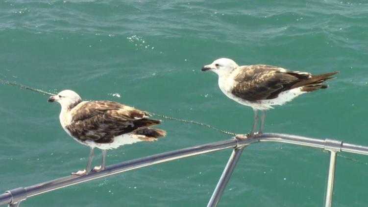 shark_28_Nov_10 image shark 28 Nov 10