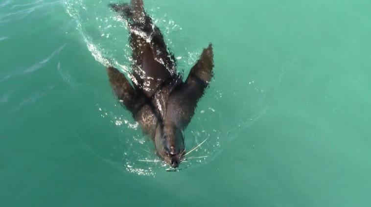 shark_28_Nov_4 image shark 28 Nov 4