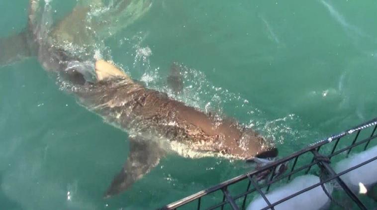 shark_28_Nov_5 image shark 28 Nov 5