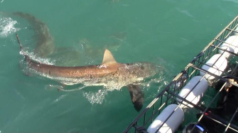 shark_28_Nov_6 image shark 28 Nov 6