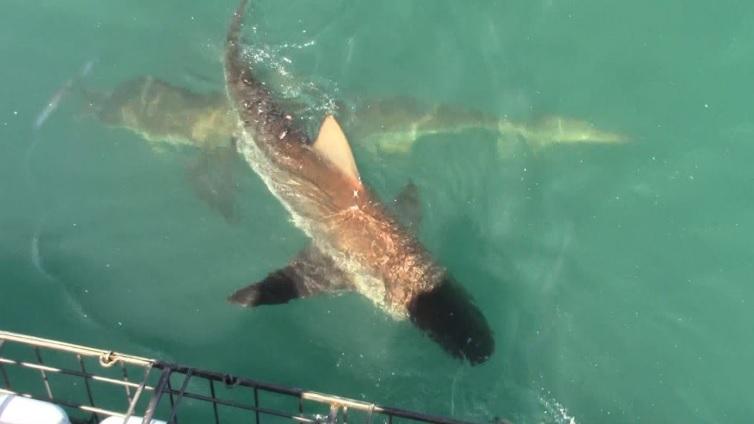 shark_28_Nov_9 image shark 28 Nov 9