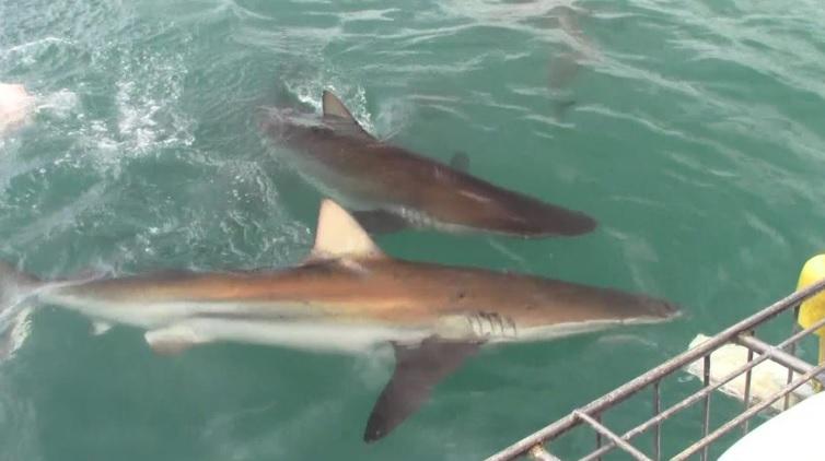 Shark_29_dec_2019_14 image Shark 29 dec 2019 14