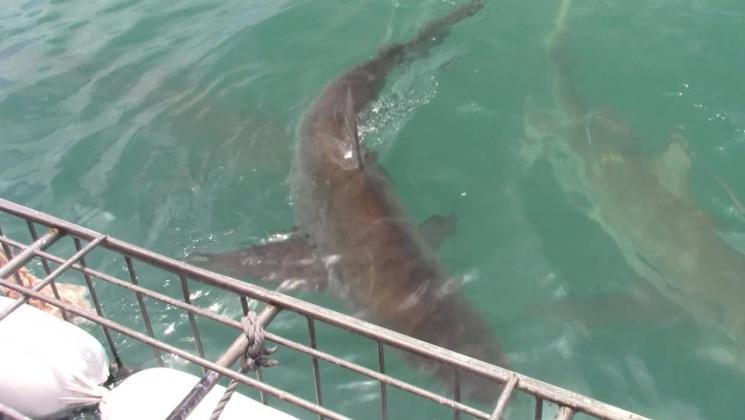 Shark_29_dec_2019_17 image Shark 29 dec 2019 17