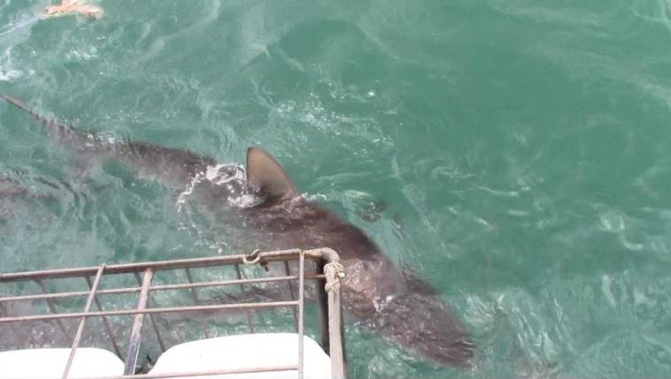 Shark_29_dec_2019_20 image Shark 29 dec 2019 20