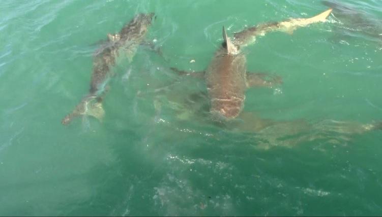 Shark_29_dec_2019_22 image Shark 29 dec 2019 22