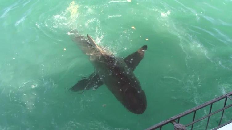 Shark_29_dec_2019_23 image Shark 29 dec 2019 23